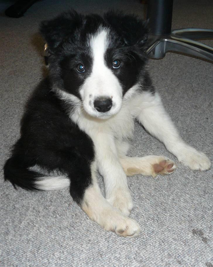 Border collie Lexi - Kan i blive ved med at tage billeder??? billede 2