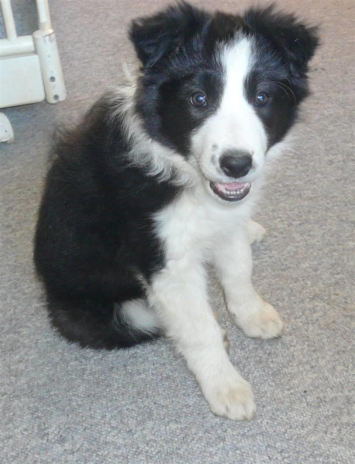 Border collie Lexi - En eftertænksom Lexi billede 4