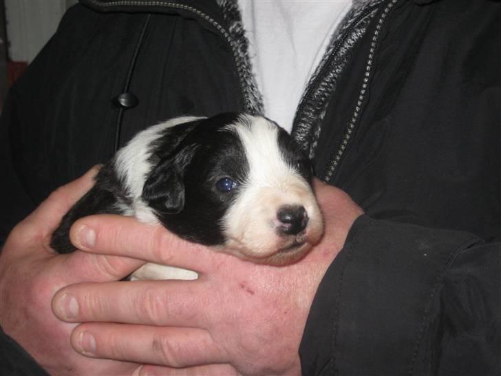 Border collie Lexi - Første gang vi så Lexi, hun havde lige fået øjne billede 10