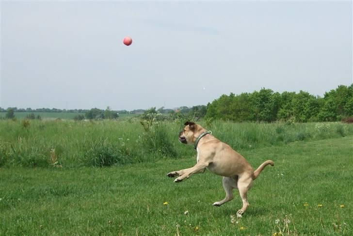 Blanding af racer     Laura Mops/Terrier (død) - Speedy og hendes elskede bold :-D billede 15