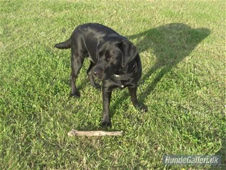 Blanding af racer Chili - Min hund springer en orm :) billede 1