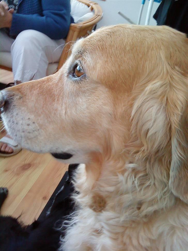 Golden retriever Chang - Chang billede 2