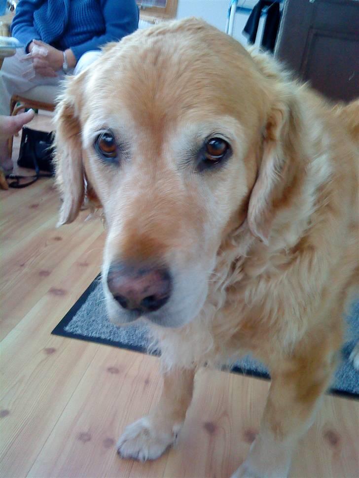 Golden retriever Chang - Han sender lige "hundeblikket" billede 3
