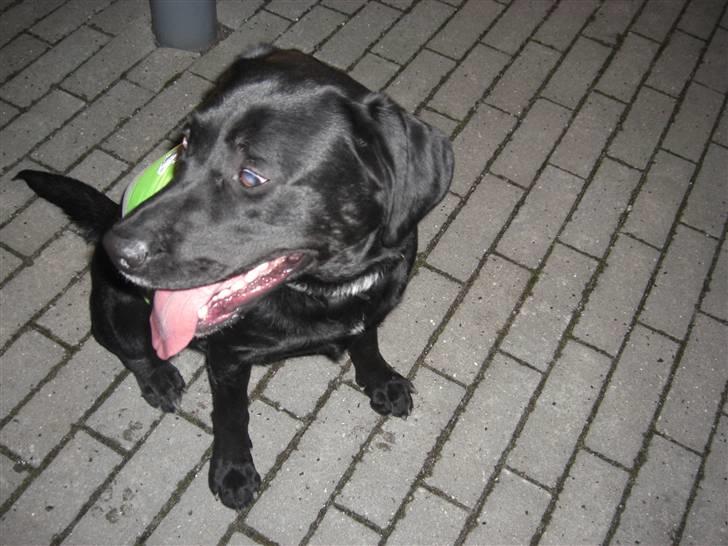 Blanding af racer Chili billede 2