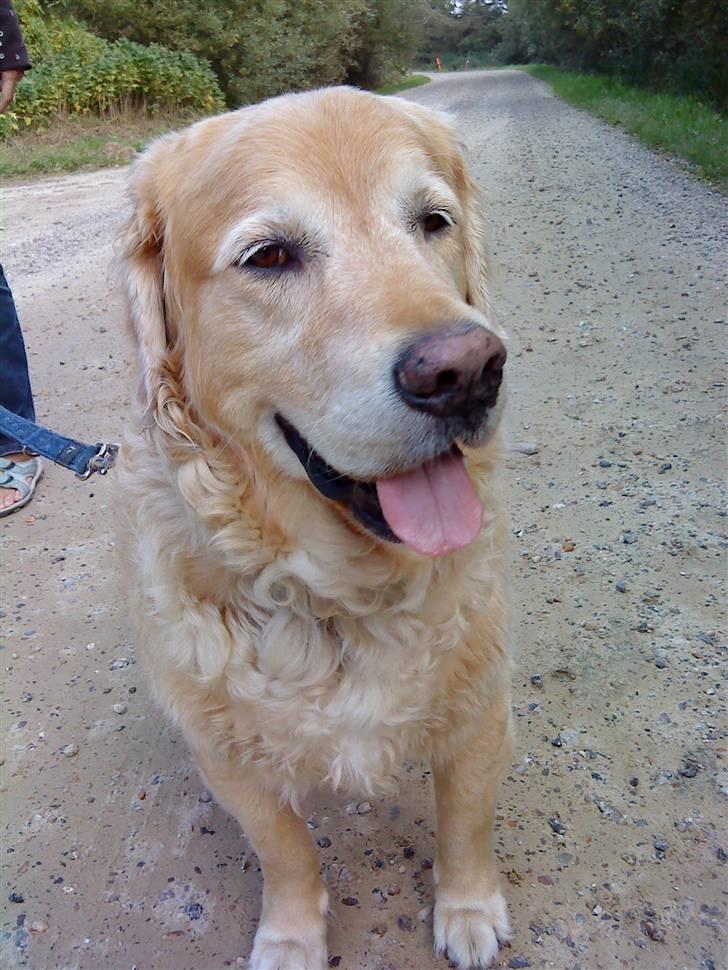 Golden retriever Chang - Chang med ude på en dejlig gåtur :) billede 4