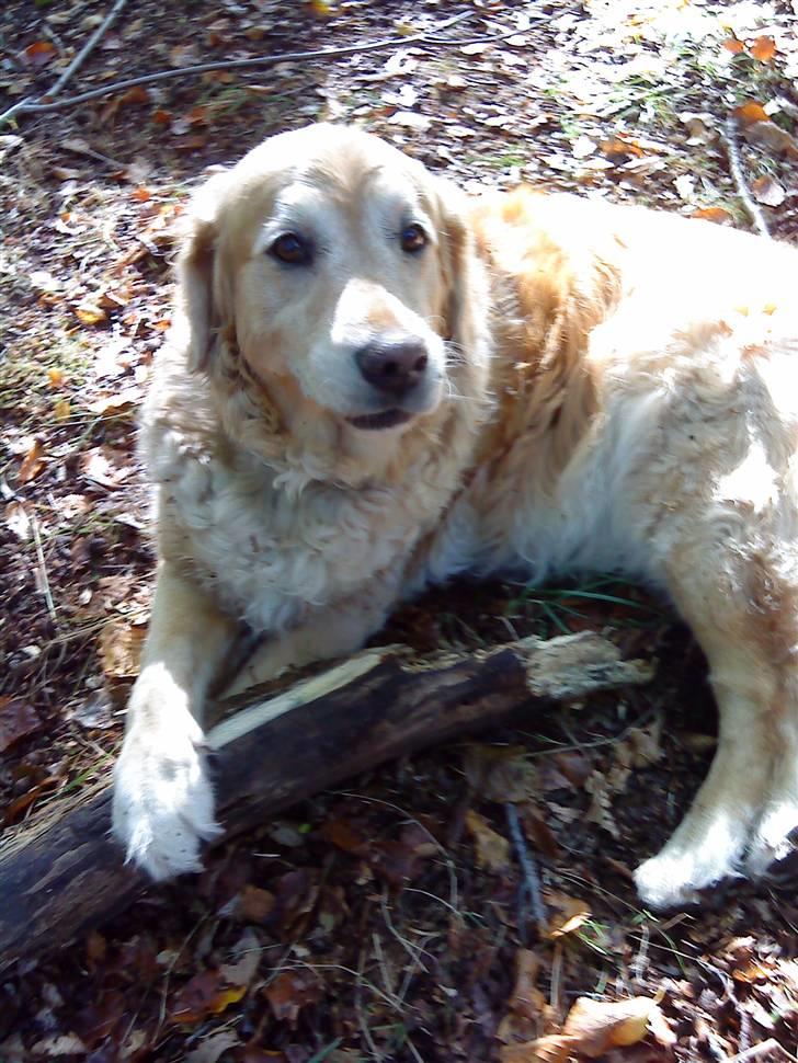 Golden retriever Chang - En tur i skoven billede 5