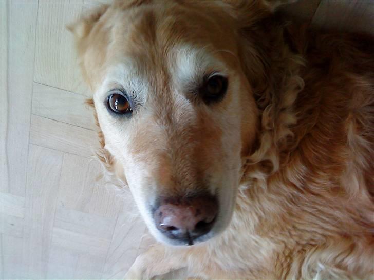 Golden retriever Chang - Chang<33 billede 6