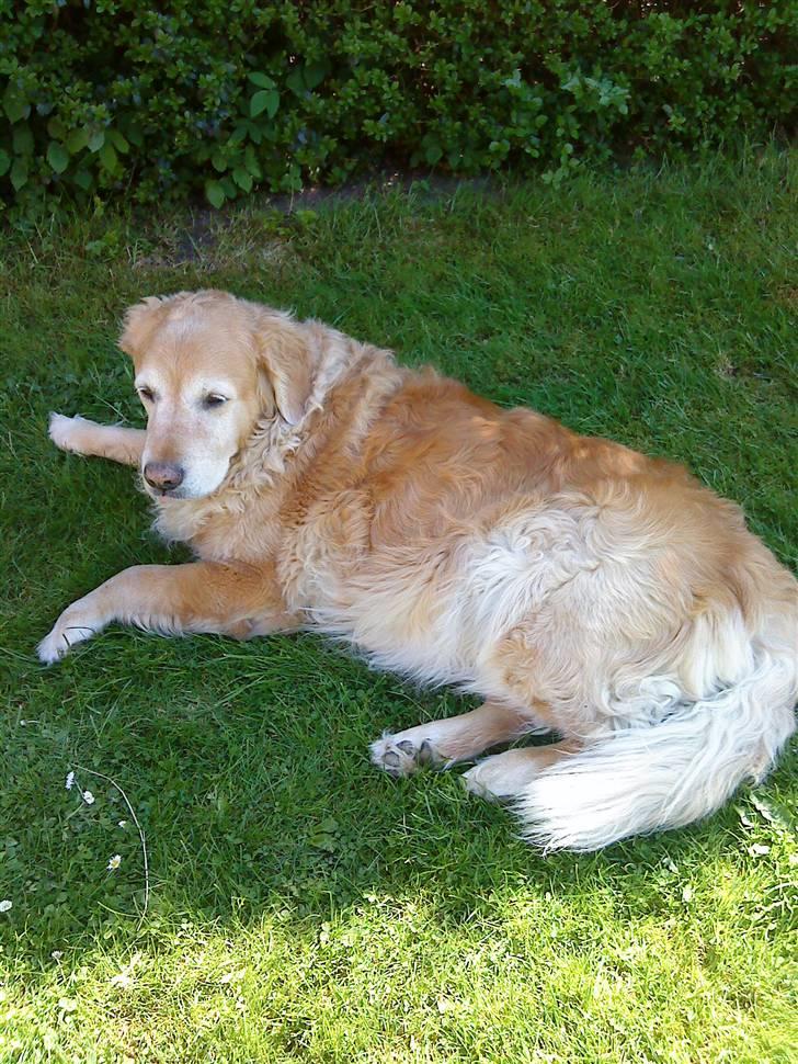 Golden retriever Chang - Et hvilested i skyggen billede 7