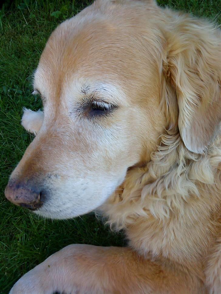 Golden retriever Chang - Min dejlige hund billede 8