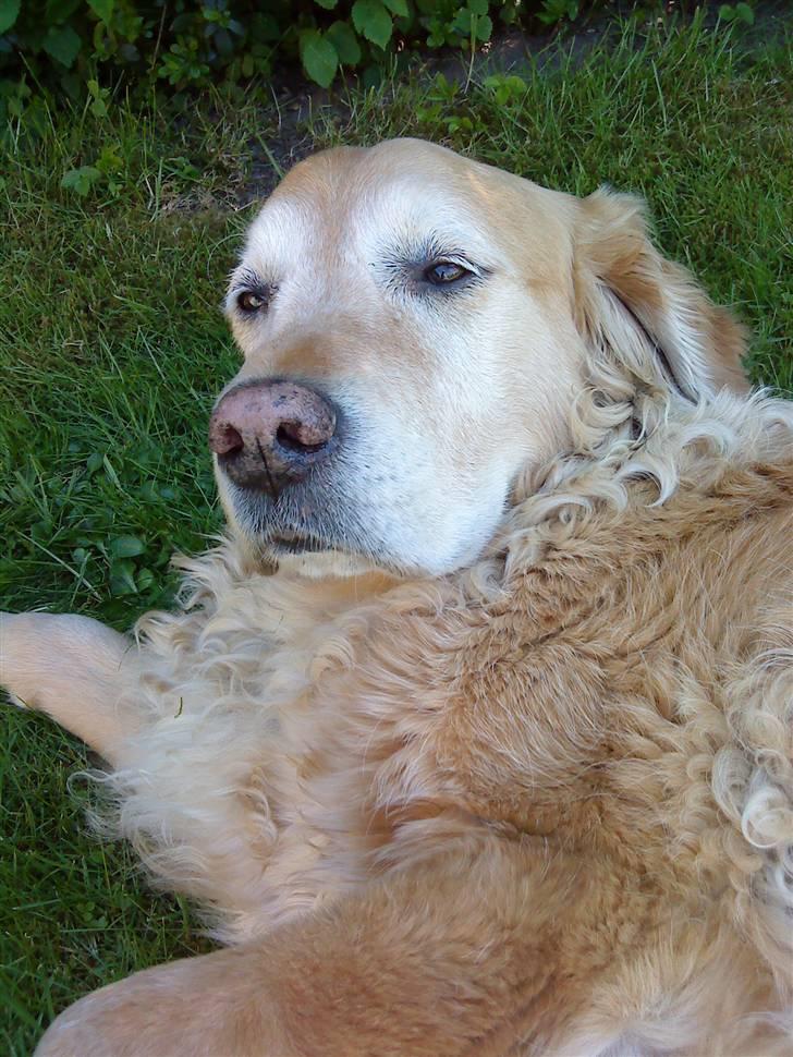 Golden retriever Chang - Chang billede 9