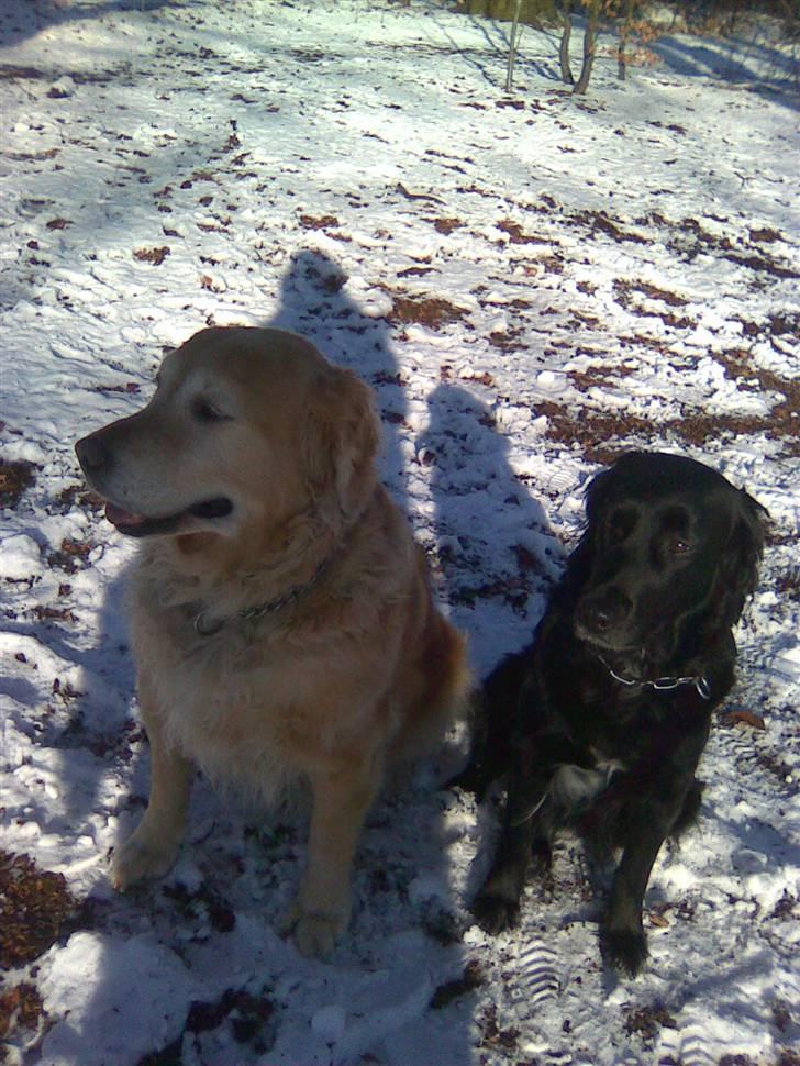 Golden retriever Chang - Chang og Zita i sneen billede 10