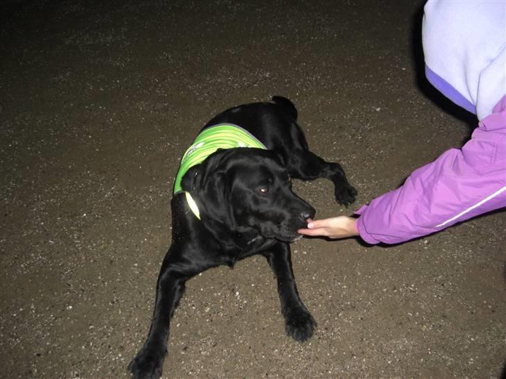 Blanding af racer Chili - Min lillesøster og hunden :-D billede 3