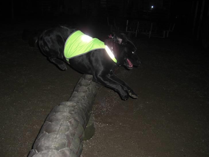 Blanding af racer Chili billede 5