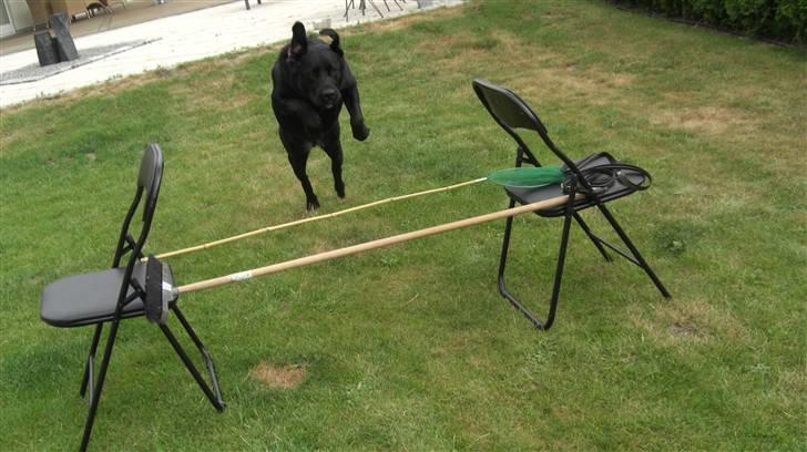 Blanding af racer Chili billede 6