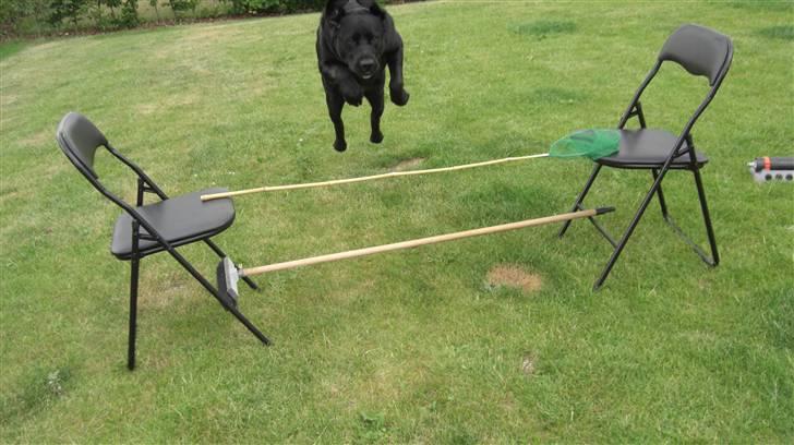 Blanding af racer Chili billede 7