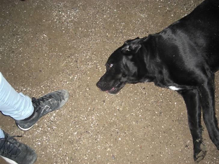 Blanding af racer Chili - Min hund ligger død igen ;) billede 8