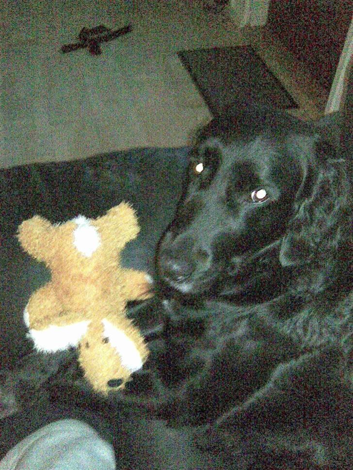 Blanding af racer Zita - Zita med yndlings dukken<33 billede 1