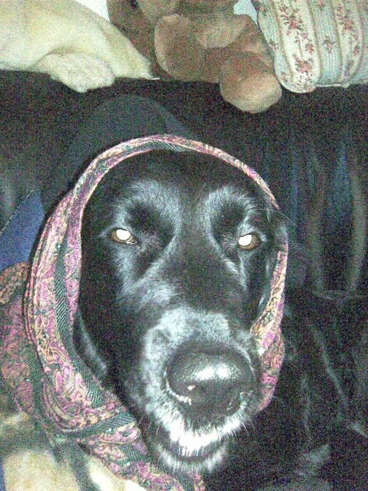 Blanding af racer Zita - Zita med udklædning :) billede 3