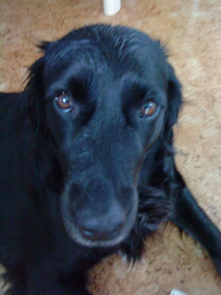 Blanding af racer Zita - Zita tøsen billede 4