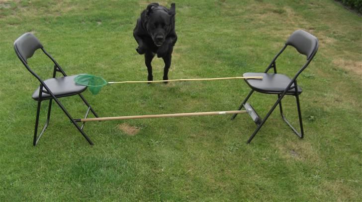 Blanding af racer Chili billede 9