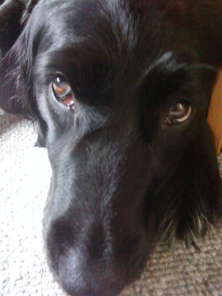 Blanding af racer Zita - Zita<3 billede 5