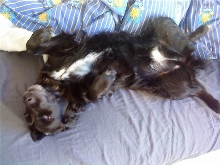 Blanding af racer Zita - Zita flyder i sengen billede 6