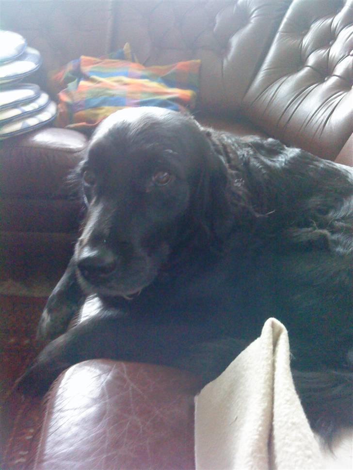 Blanding af racer Zita - Zita billede 7