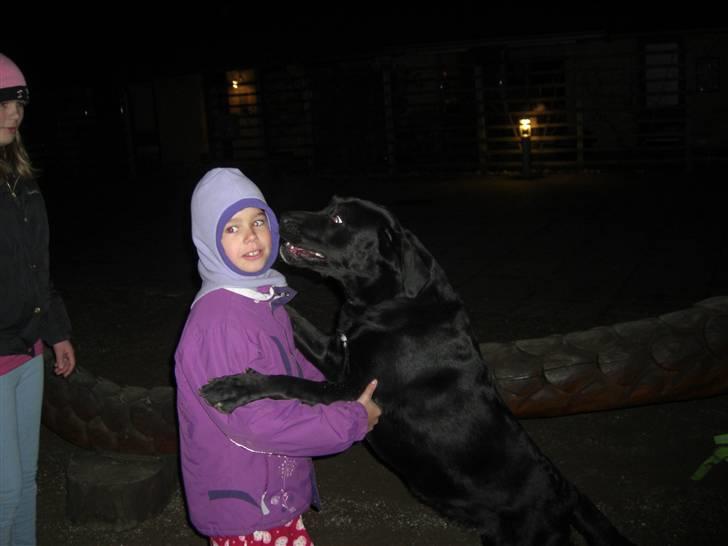Blanding af racer Chili - Min hund der næsten er højere end min lillesøster på 8. billede 10