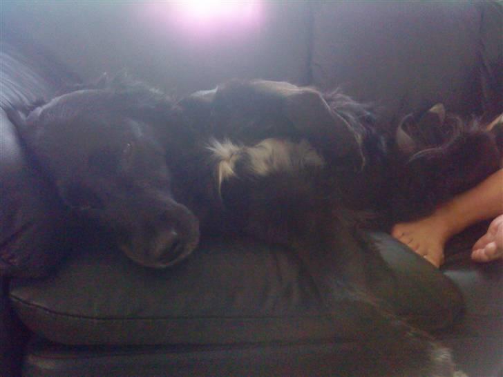 Blanding af racer Zita - Zita tager sig en power nat billede 8