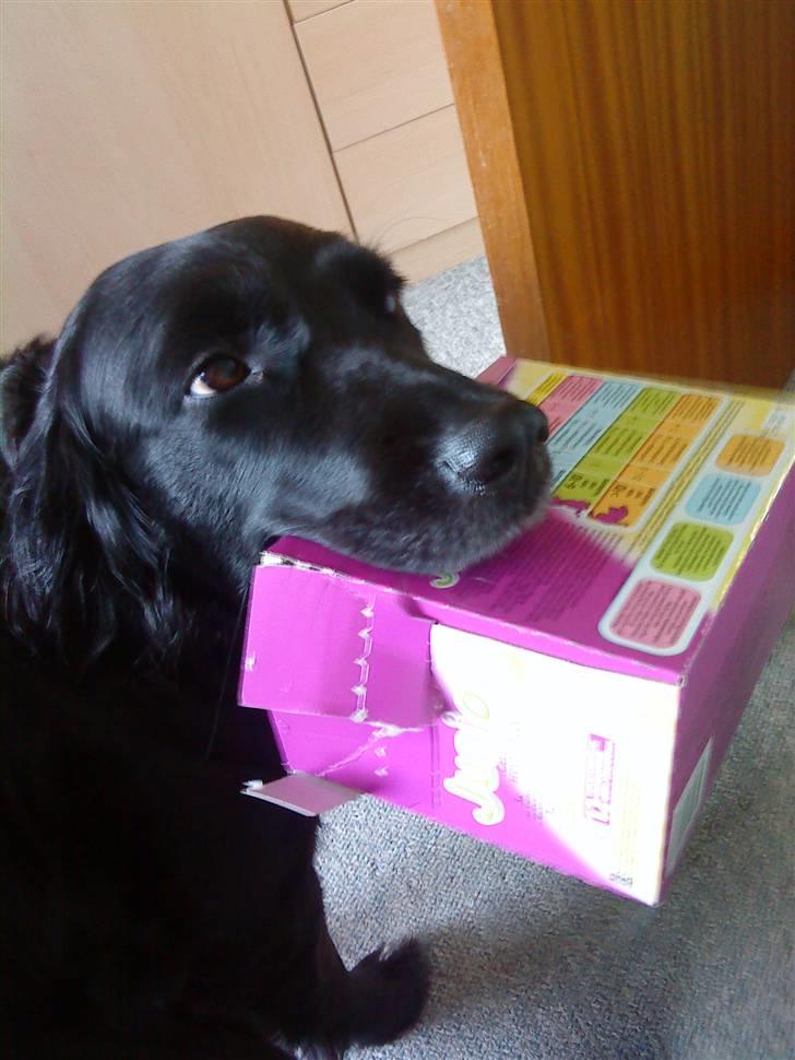 Blanding af racer Zita - Zita med en æske i munden billede 9