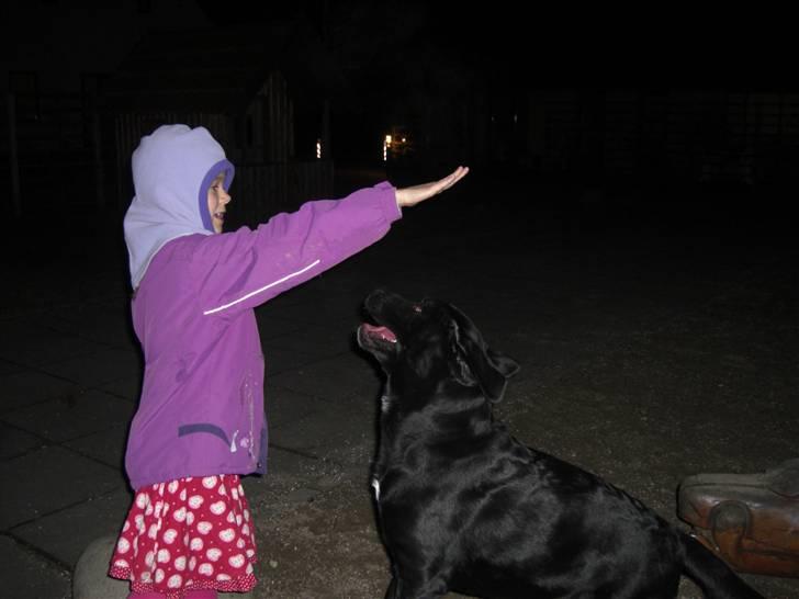 Blanding af racer Chili - Et trick min lillesøster har lært hende. Hun kalder det for snude, hvor at Chili så hopper op og rør min søsters hånd med snuden. billede 12