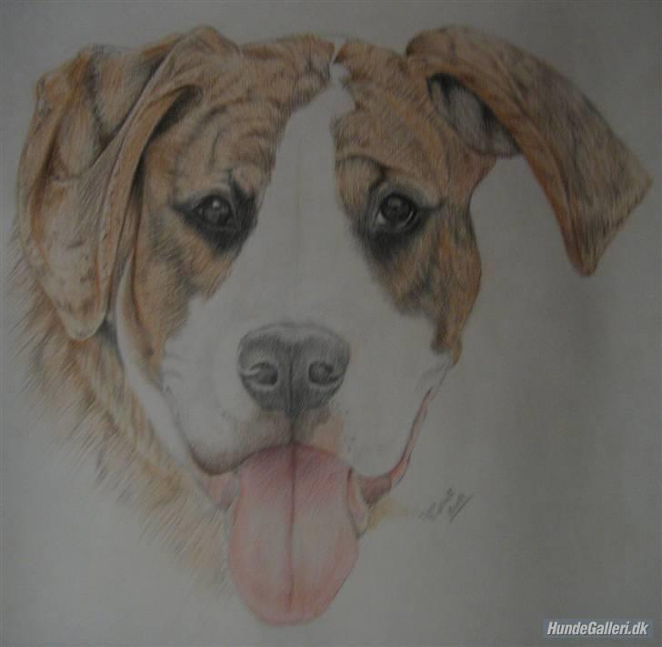 Blanding af racer Bella billede 18