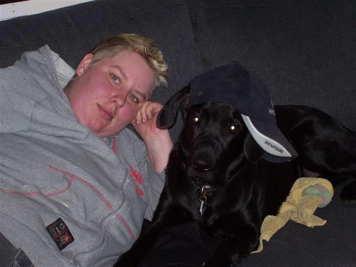 Labrador retriever tajson billede 15