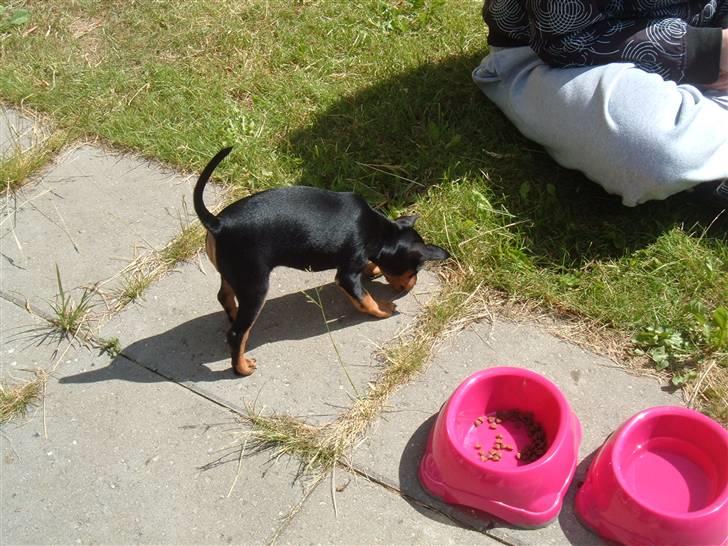 Dvaergpinscher Melua - melua da hun kun var 10 uger gammel billede 4