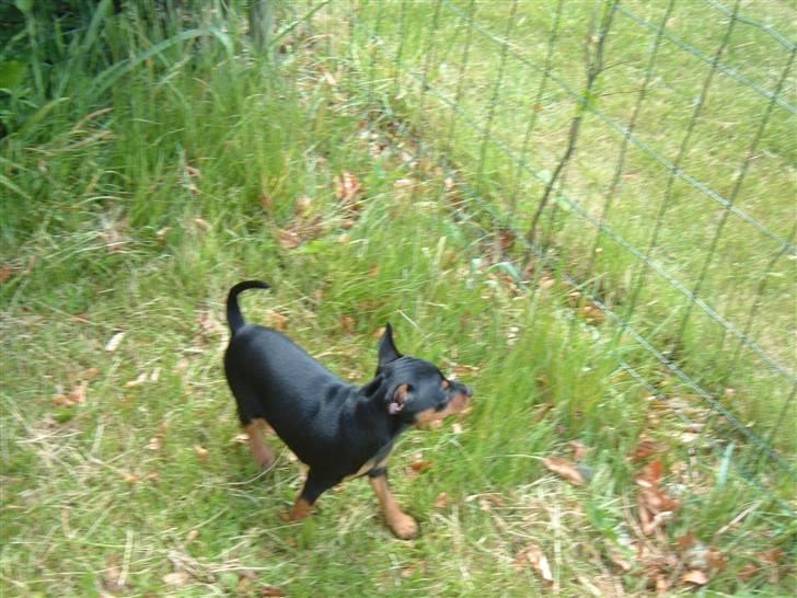 Dvaergpinscher Melua billede 5