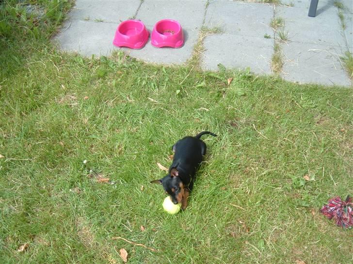 Dvaergpinscher Melua billede 6