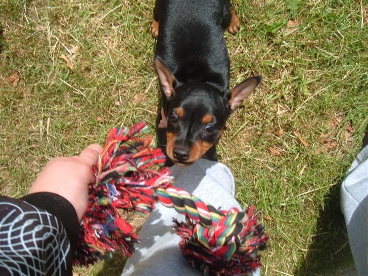 Dvaergpinscher Melua billede 7