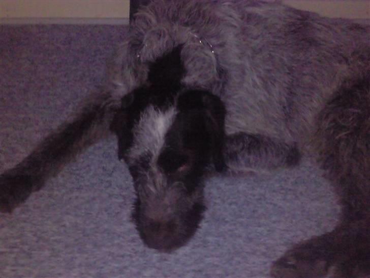 Ruhåret hønsehund riggi R.I.P billede 1