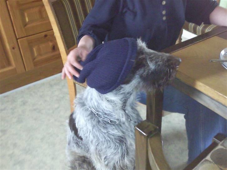 Ruhåret hønsehund riggi R.I.P billede 2