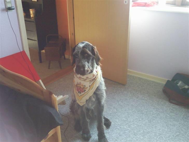 Ruhåret hønsehund riggi R.I.P billede 3