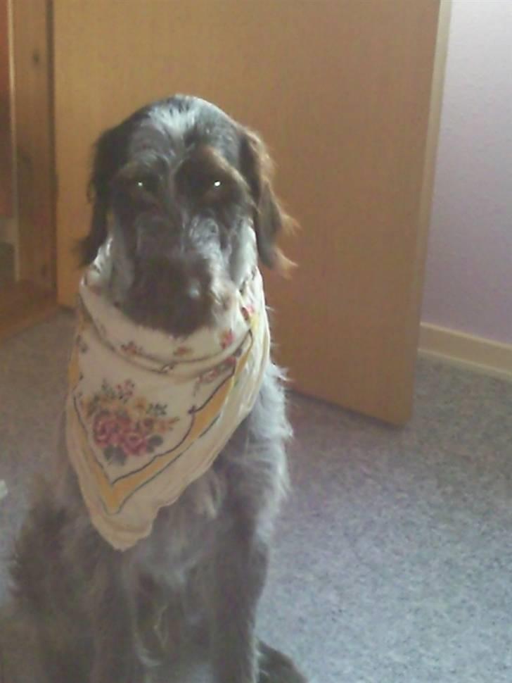 Ruhåret hønsehund riggi R.I.P billede 4