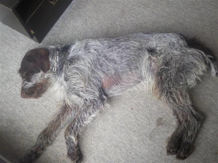 Ruhåret hønsehund riggi R.I.P billede 5