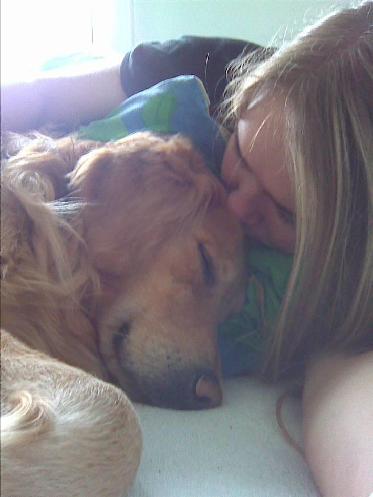 Golden retriever Gismo billede 12