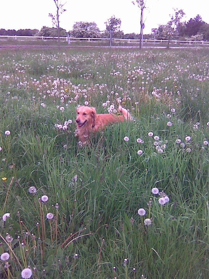 Golden retriever Gismo - Maj måned 2009 billede 13