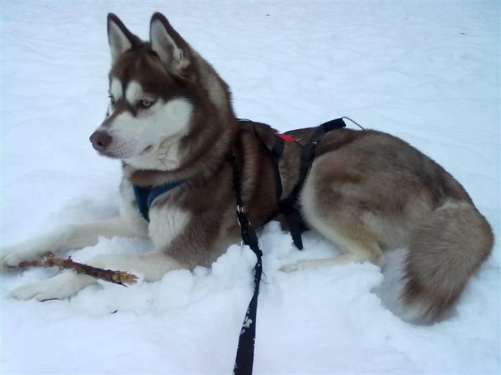 Siberian husky Lúa - Dec. 2010 - efter en tur med slæden billede 3