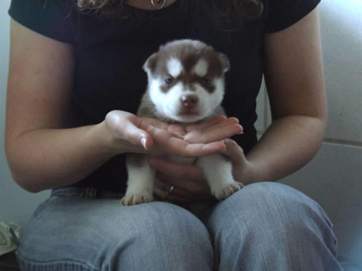 Siberian husky Lúa - Lúa og Malene billede 4