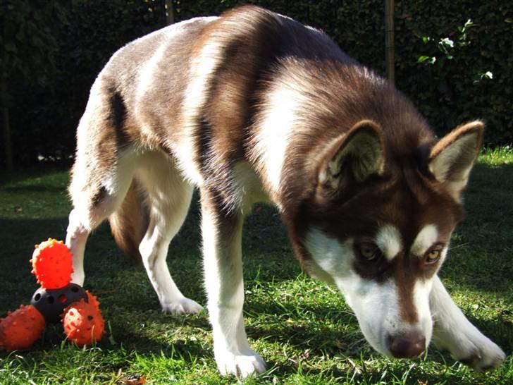 Siberian husky Lúa - Lua lister afsted.. har hun mon lavet ulykker? billede 10