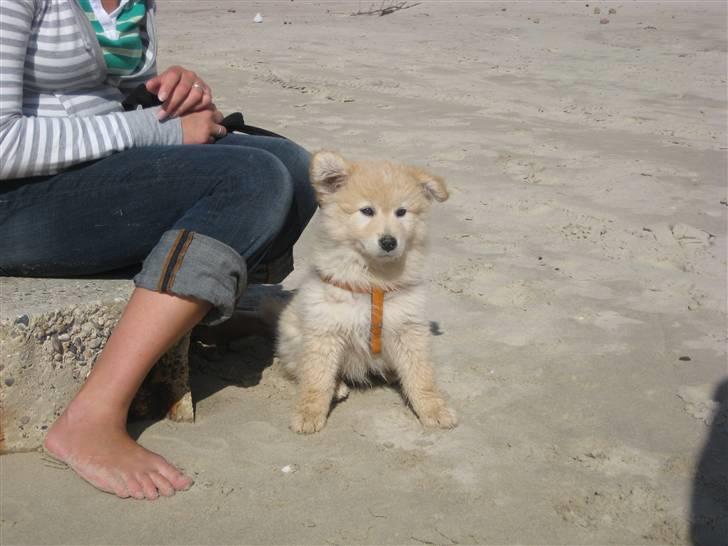 Blanding af racer Bamse - Lille hund STOR strand billede 8