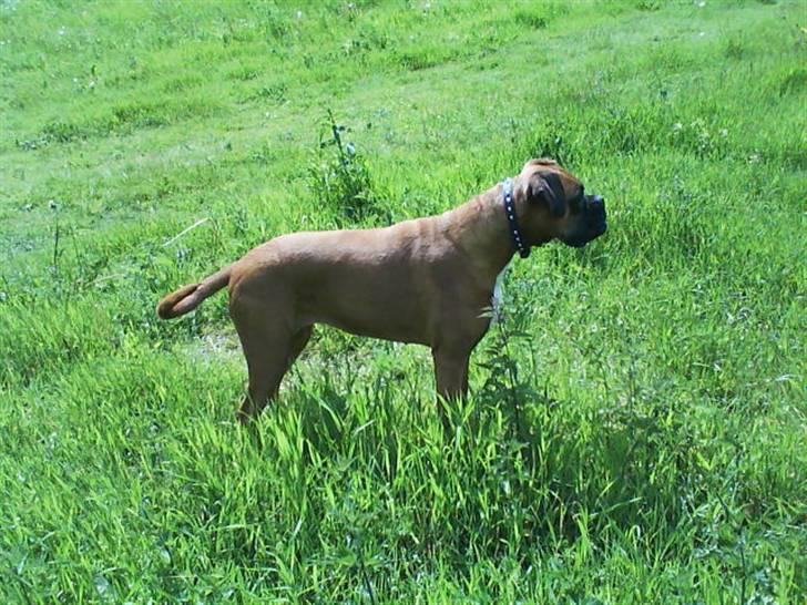 Boxer Chili  billede 2