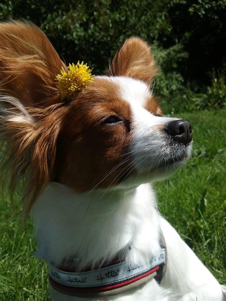 Papillon Avalee aka Ene Herskeren - ihh dejlig sol moar :) Blomsten er så floot  billede 6